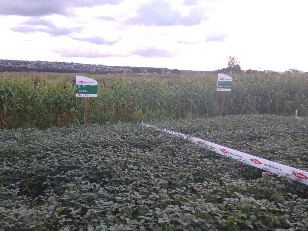  TREINAMENTO Dow AgroSciences - 28-04-15 