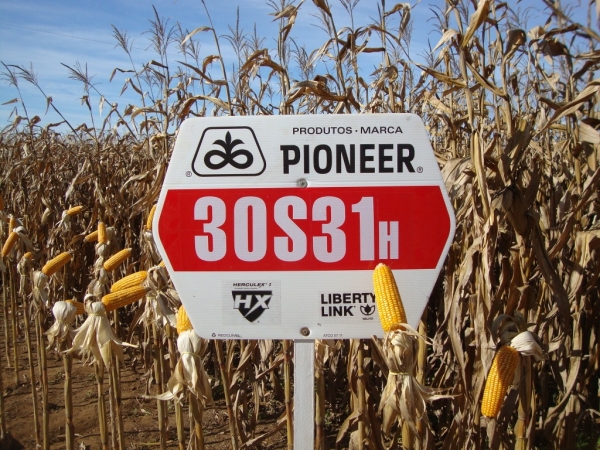   Dia de Campo: Híbridos Pioneer para Safrinha