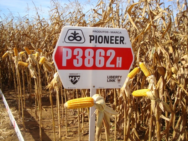   Dia de Campo: Híbridos Pioneer para Safrinha