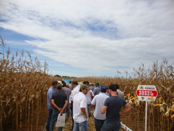  Dia de Campo: Híbridos Pioneer para Safrinha