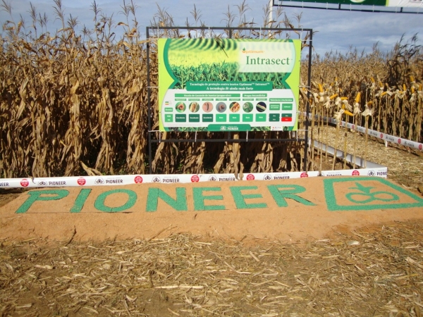   Dia de Campo: Híbridos Pioneer para Safrinha