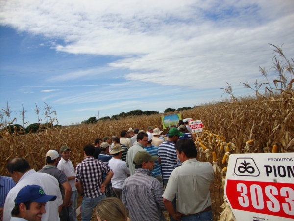   Dia de Campo: Híbridos Pioneer para Safrinha