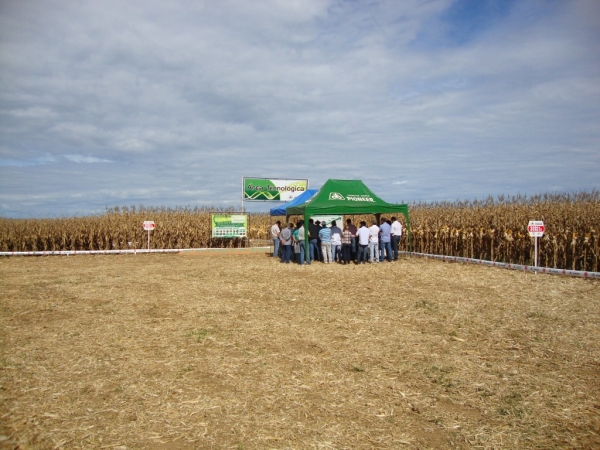   Dia de Campo: Híbridos Pioneer para Safrinha