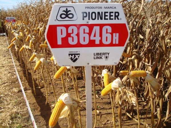  Dia de Campo: Híbridos Pioneer para Safrinha
