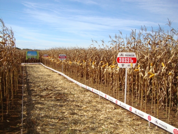   Dia de Campo: Híbridos Pioneer para Safrinha